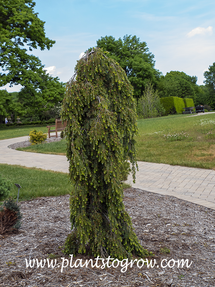 Kelsey's Weeping Canadian Hemlock (Tsuga canadensis) 
A youngish plant. Will become broader and the secondary branches will become pendulous.